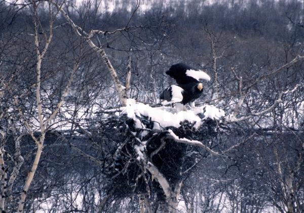 ������� ������, ��������, �����, ������, �������� ������� �����, ����, �����, ����, ����, �����, ������, �����, �������, ��������, ������, ��������, ��������, �����, �����, ��������, �����������, ������ �����, ������ �����, XYZ, ����������, Accipitridae, ���������� �����, ������������� �����, Haliaeetus pelagicus, ��������, ��������, �����, �����, ��������, �����������, ������ �����, ������ �����, XYZ, ����������, Accipitridae, ���������� �����, ������������� �����, Haliaeetus pelagicus