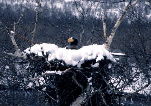 ������� ������, ��������, �����, ������, �������� ������� �����, ����, �����, ����, ����, �����, ������, �����, �������, ��������, ������, ��������, ��������, �����, �����, ��������, �����������, ������ �����, ������ �����, XYZ, ����������, Accipitridae, ���������� �����, ������������� �����, Haliaeetus pelagicus, ��������, ��������, �����, �����, ��������, �����������, ������ �����, ������ �����, XYZ, ����������, Accipitridae, ���������� �����, ������������� �����, Haliaeetus pelagicus