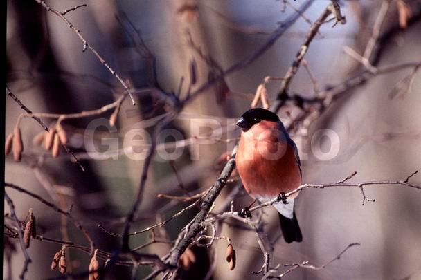 ��������, �������, ������, �������, �����, �������, ������, �����