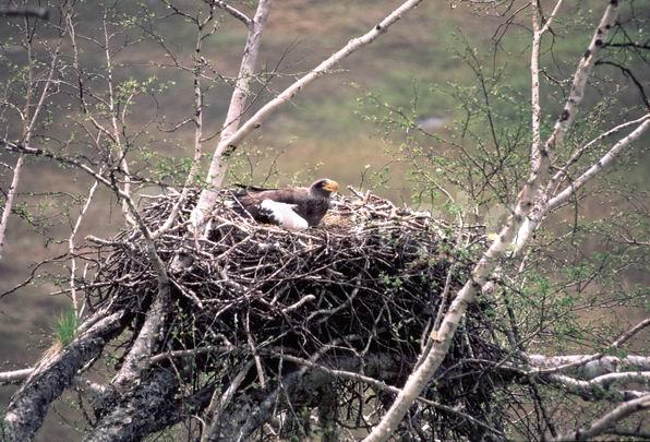 ����������, ��������, ������, ����, �����, �����, �������, ������, �����, ���������, �������, ������, ����, ��������, ��������, �����, �����, ��������, �����������, ������ �����, ������ �����, XYZ, ����������, Accipitridae, ���������� �����, ������������� �����, Haliaeetus pelagicus, ��������, ��������, �����, �����, ��������, �����������, ������ �����, ������ �����, XYZ, ����������, Accipitridae, ���������� �����, ������������� �����, Haliaeetus pelagicus