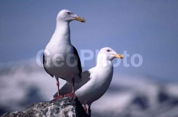 �����, ������, ��������, �������, ������, �����, �����, �����