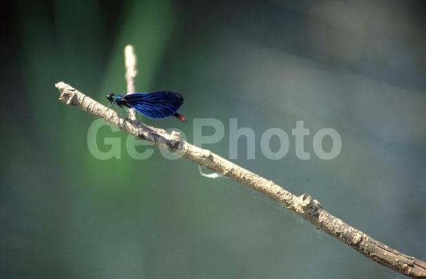 �������, ��������, �������, ����, ���������, ���������, �����, ����, �����, ��������, ��������������, �������������, ��������������