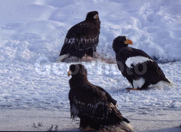 ����������, ���������� �����, ��������, ������, ����, �����, �����, �������, ������, �����, ���������, �������, ������, ����, ��������, ��������, �����, �����, ��������, �����������, ������ �����, ������ �����, XYZ, ���������� ��������, ���������� ����, ���������� �����, ����� ��������, ��������� ����������, ����-���������� ��������, ������, ����������, Accipitridae, ���������� �����, ������������� �����, Haliaeetus pelagicus