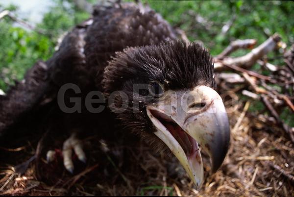 ����������, ��������, ������, ��������, ����, �����, ������, �����, �������, ������, �����, �����, ���������, �������, ������, ����, ��������, ��������, �����, �����, ��������, �����������, ������ �����, ������ �����, XYZ, ����������, Accipitridae, ���������� �����, ������������� �����, Haliaeetus pelagicus, ��������, ��������, �����, �����, ��������, �����������, ������ �����, ������ �����, XYZ, ����������, Accipitridae, ���������� �����, ������������� �����, Haliaeetus pelagicus