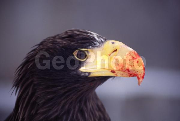 ����������, �����, ������, ��������, ������, ��������, ����, �����, �������, ������, �����, �����, �������, ������, �����, �����, ���������, �������, ������, ����, ��������, ��������, �����, �����, ��������, �����������, ������ �����, ������ �����, XYZ, ����������, Accipitridae, ���������� �����, ������������� �����, Haliaeetus pelagicus, ��������, ��������, �����, �����, ��������, �����������, ������ �����, ������ �����, XYZ, ����������, Accipitridae, ���������� �����, ������������� �����, Haliaeetus pelagicus