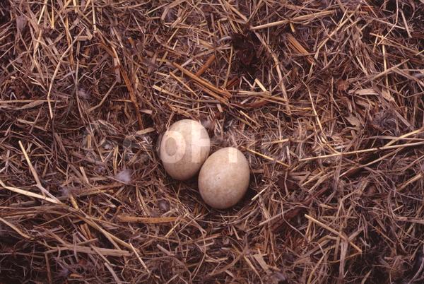 ��������, ������, ��������, ����������, ������, ���������, ��������, ������, ������, �������, �����, ��������, ����, �����, �����, �����, �����, �������, ������, �����, ���������, �������, ������, ����, ��������, ��������, �����, �����, ��������, �����������, ������ �����, ������ �����, XYZ, ����������, Accipitridae, ���������� �����, ������������� �����, Haliaeetus pelagicus, ��������, ��������, �����, �����, ��������, �����������, ������ �����, ������ �����, XYZ, ����������, Accipitridae, ���������� �����, ������������� �����, Haliaeetus pelagicus