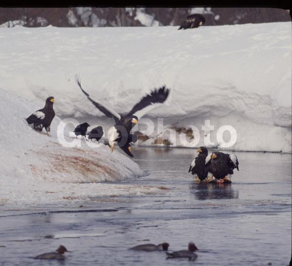 ����������, �����, ��������, ������, ����, �����, ����, �����, ����, ����, �����, �������, �������, ������, �����, ��������, ��������������, �������, �����, ���������, �������, ������, �����, ����, ��������, ��������, �����, �����, ��������, �����������, ������ �����, ������ �����, XYZ, ����������, Accipitridae, ���������� �����, ������������� �����, Haliaeetus pelagicus, ��������, ��������, �����, �����, ��������, �����������, ������ �����, ������ �����, XYZ, ����������, Accipitridae, ���������� �����, ������������� �����, Haliaeetus pelagicus