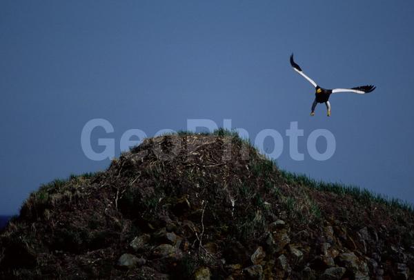 �����, ����������, ��������, ������, ����, �����, ����, �����, �������������, �����, �����, �������, ������, �����, �������, ���������, �������, ������, ����, ��������, ��������, �����, �����, ��������, �����������, ������ �����, ������ �����, XYZ, ����������, Accipitridae, ���������� �����, ������������� �����, Haliaeetus pelagicus, ��������, ��������, �����, �����, ��������, �����������, ������ �����, ������ �����, XYZ, ����������, Accipitridae, ���������� �����, ������������� �����, Haliaeetus pelagicus