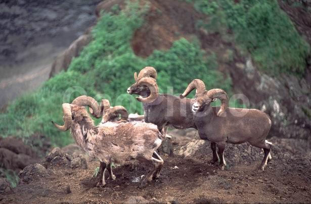 �����, ����, ��������, �����, �������������, �����, �������