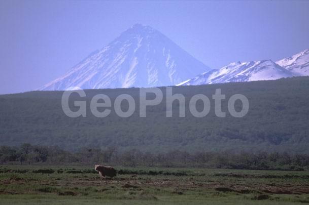 ���������� ��������, ���������� ����, ��������� ����������, ��������, ��������, �������������, �������������, �����, �����, �������, ������ XYZ, ��������, Ursidae, ����� �������, ������������ �������, Ursus arctos