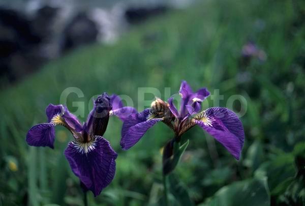 Iris, �����, ���������, �����, ����, ����, ��������, ��������������, �����, ����������, ��������, �����