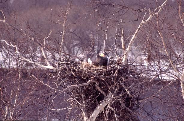 ����������, ��������, ������, ����, �����, �����, �������, ������, �����, ���������, �������, ������, ����, ��������, ��������, �����, �����, ��������, �����������, ������ �����, ������ �����, XYZ, ����������, Accipitridae, ���������� �����, ������������� �����, Haliaeetus pelagicus, ��������, ��������, �����, �����, ��������, �����������, ������ �����, ������ �����, XYZ, ����������, Accipitridae, ���������� �����, ������������� �����, Haliaeetus pelagicus