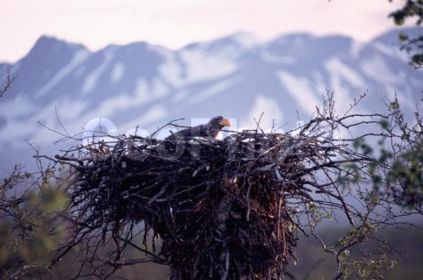 ����������, ��������, ������, ����, �����, �����, �������, ������, �����, ���������, �������, ������, ����, ��������, ��������, �����, �����, ��������, �����������, ������ �����, ������ �����, XYZ, ����������, Accipitridae, ���������� �����, ������������� �����, Haliaeetus pelagicus, ��������, ��������, �����, �����, ��������, �����������, ������ �����, ������ �����, XYZ, ����������, Accipitridae, ���������� �����, ������������� �����, Haliaeetus pelagicus