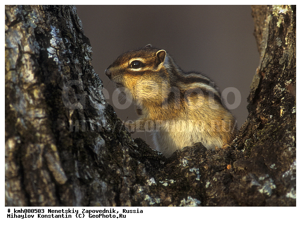 Eutamias sibiricus, Siberian Chipmunk One, ��������, ��������, ��������, ������, �����, ������, �������������, �������, �����, ������ ������-�����