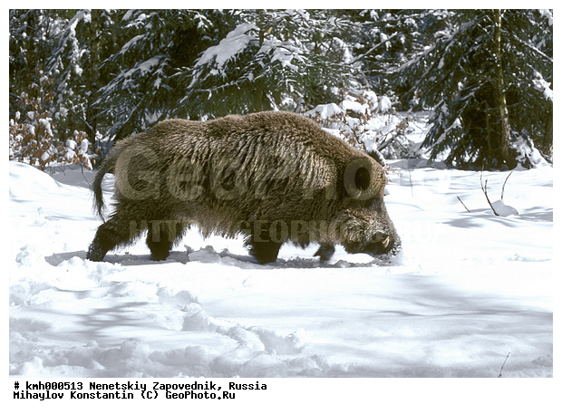 Sus scrofa, Wild boar, ��������, �����, ������, ����� ������, �����, ����, ������, �������������, �������, �����, �������������, �����, �����, XYZ, ������, Suidae, �����, �����, ����� ������, Sus scrofa