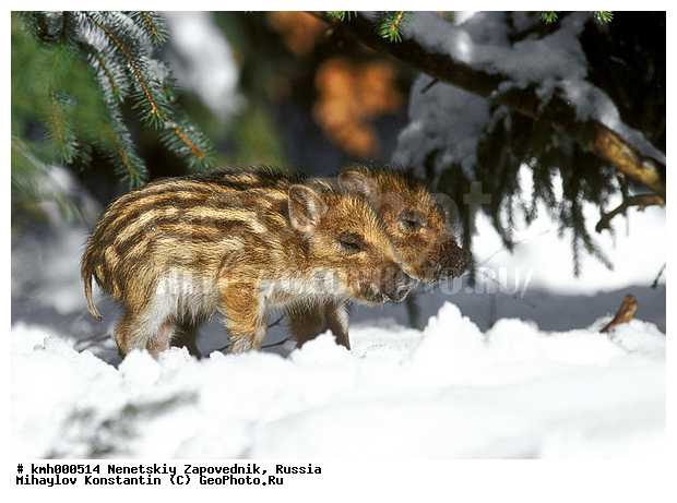 Sus scrofa, Wild boar, ��������, �����, ������, ������, ����, ����� ������, �����, ����, ������, �������������, ����, ���������, �������, �����, �������������, �����, �����, XYZ, ������, Suidae, �����, �����, ����� ������, Sus scrofa, �������������, �����, �����, XYZ, ������, Suidae, �����, �����, ����� ������, Sus scrofa