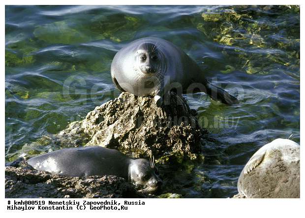 Baikal Seal, Phoca sibirica, ������, ����������� �����, ��������, ������������� ����������� ����, ����� ������, ������, �����, �����, �������������, �������, �����, �����, ������, ������� �������������, ������� �������������, ������� �����, XYZ, ��������� ������, Phocidae, ����������� �����, ����������� ������, Pusa sibirica, Phoca sibirica