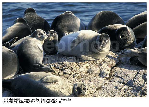 Baikal Seal, Phoca sibirica, ������, ����������� �����, ��������, ������������� ����������� ����, ����� ������, ������, �����, �����, �������������, �������, �����, �����, ������, ������� �������������, ������� �������������, ������� �����, XYZ, ��������� ������, Phocidae, ����������� �����, ����������� ������, Pusa sibirica, Phoca sibirica
