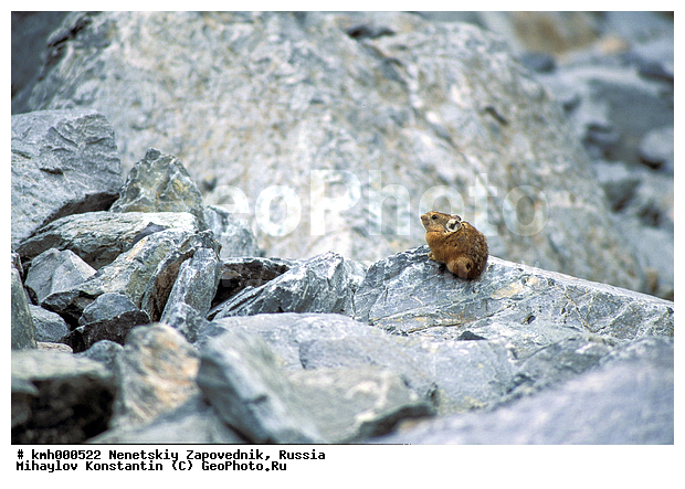 Altai Pica, Ochotona, Ochotona alpina, Ochotonidae, �����, ��������, ���������� �����, ������ ����������, ������, �����, ������, �������������, ������, ���������, ����������, ����������, �������, �����