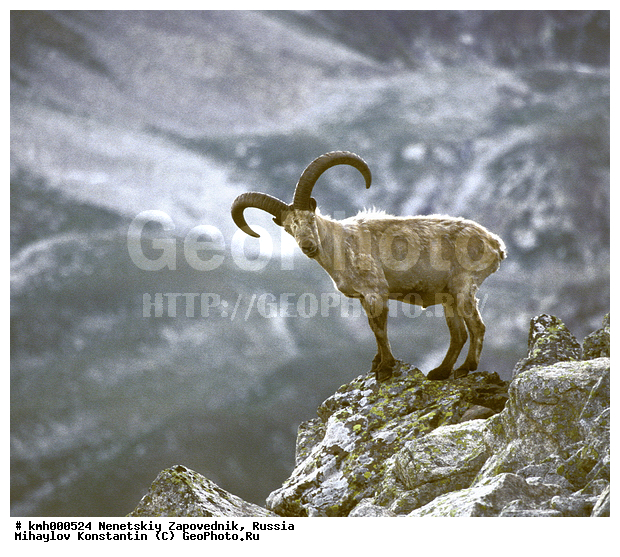 Capra caucasica, West Caucasian Tur, ��������, ������, ��������� ���, ������������ ������, ������������ ����������, ������������, ������, �����, ������, �����, ��������, �����, �������������, �������������, �����