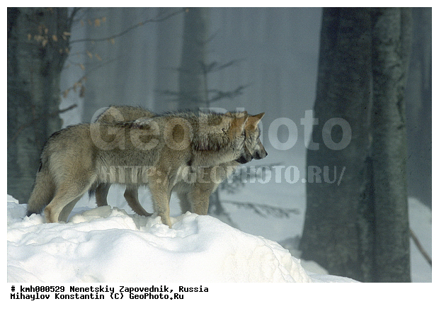 Canis lupus, Wolves in forest, ����, ��������, ������, ������, ����, �����, ����, ���, ������, �������������, ����, �����, ���������, �������, �����, ������, ����, ��������, ��������, �������������, �������������, �����, �����, �������, ������, XYZ, ������, �������, ������, Canidae, ����, ����� ����, ������������ ����, Canis lupus