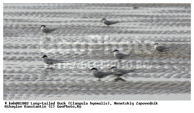 �������� ������, ��������, ��������, ��������, �����������, ������� �����, ������� �����, XYZ, ���������, Sternidae, �������� ������, Sterna paradisaea