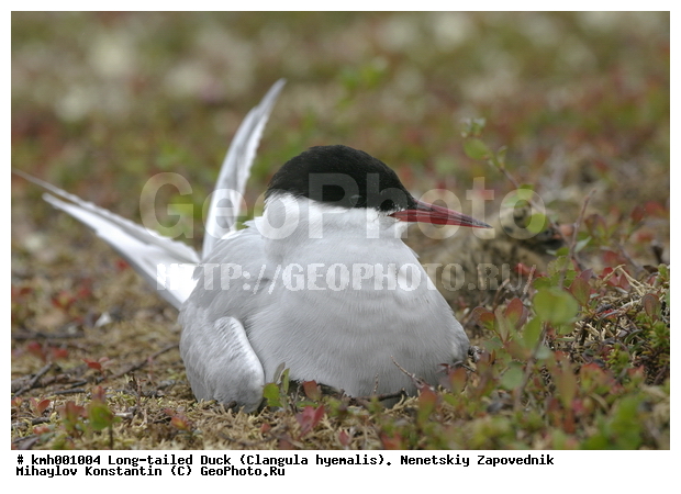 �������� ������, ��������, ��������, ��������, �����������, ������� �����, ������� �����, XYZ, ���������, Sternidae, �������� ������, Sterna paradisaea