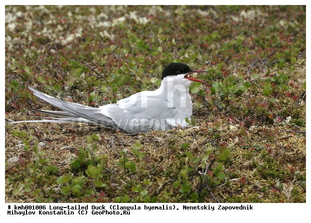 �������� ������, ��������, ��������, ��������, �����������, ������� �����, ������� �����, XYZ, ���������, Sternidae, �������� ������, Sterna paradisaea