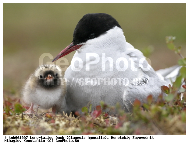 �������� ������, ��������, ��������, ��������, �����������, ������� �����, ������� �����, XYZ, ���������, Sternidae, �������� ������, Sterna paradisaea