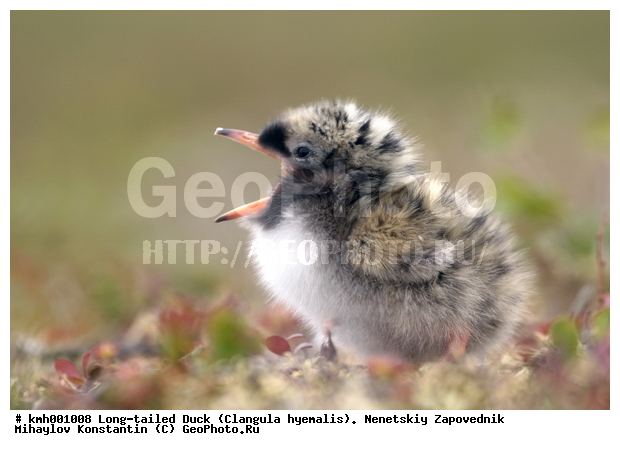 �������� ������, ��������, ��������, ��������, �����������, ������� �����, ������� �����, XYZ, ���������, Sternidae, �������� ������, Sterna paradisaea