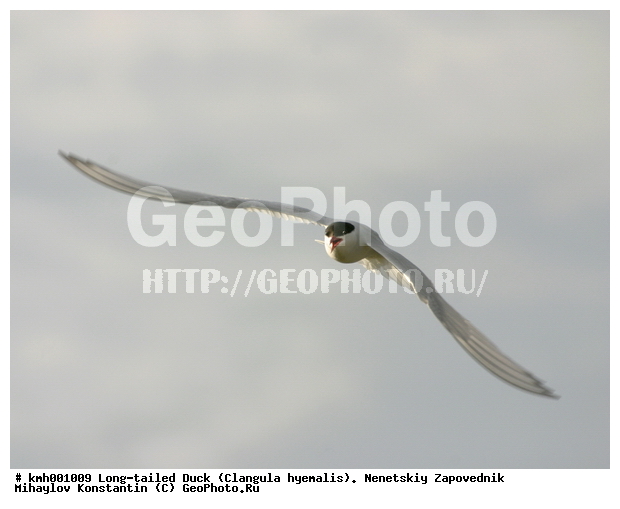 �������� ������, ��������, ��������, ��������, �����������, ������� �����, ������� �����, XYZ, ���������, Sternidae, �������� ������, Sterna paradisaea