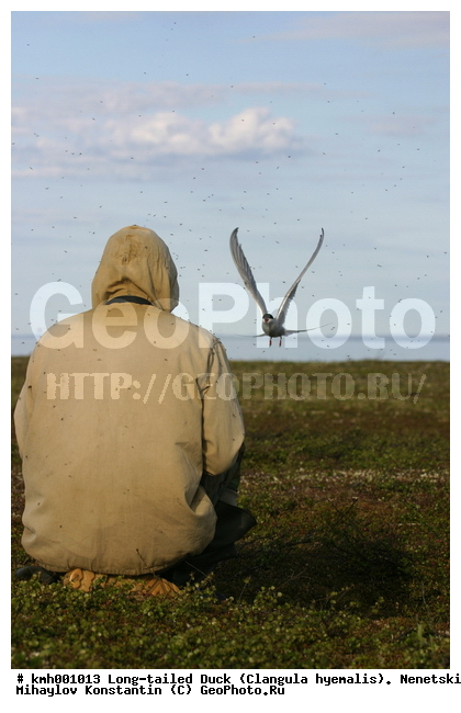 �������� ������, ��������, ��������, ��������, �����������, ������� �����, ������� �����, XYZ, ���������, Sternidae, �������� ������, Sterna paradisaea