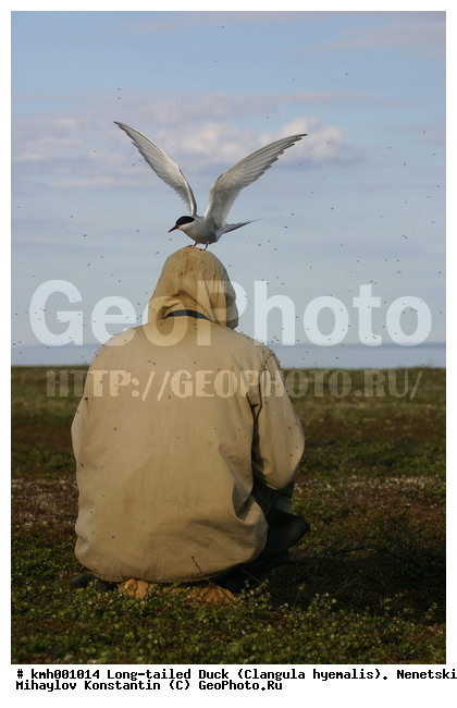 �������� ������, ��������, ��������, ��������, �����������, ������� �����, ������� �����, XYZ, ���������, Sternidae, �������� ������, Sterna paradisaea