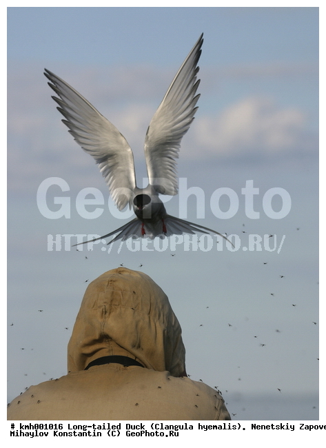 �������� ������, ��������, ��������, ��������, �����������, ������� �����, ������� �����, XYZ, ���������, Sternidae, �������� ������, Sterna paradisaea