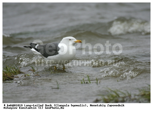 �������� ������, ��������, ��������, ��������, �����������, ������� �����, ������� �����, XYZ, ��������, Laridae, �����, Larus heuglini, ��������� �����, �������-��������� �����