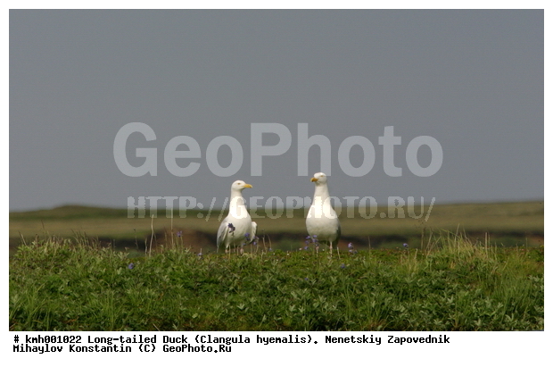 �������� ������, ������, ����, ����, ���������, ��������, ��������, ��������, �����������, ������� �����, ������� �����, XYZ, ��������, Laridae, ����������, Larus hyperboreus