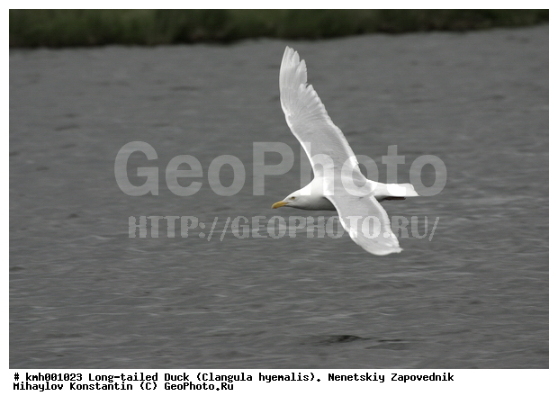 �������� ������, ��������, ��������, ��������, �����������, ������� �����, ������� �����, XYZ, ��������, Laridae, ����������, Larus hyperboreus