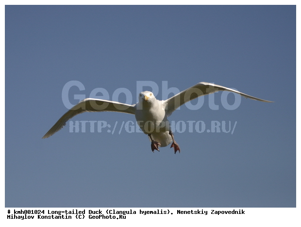 �������� ������, ��������, ��������, ��������, �����������, ������� �����, ������� �����, XYZ, ��������, Laridae, ����������, Larus hyperboreus