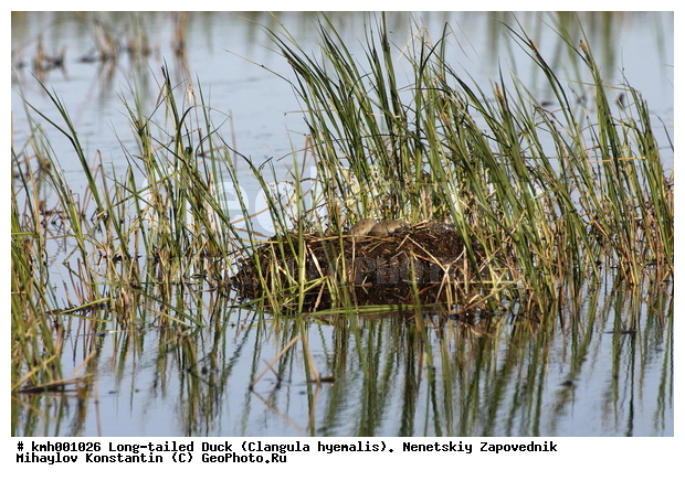 �������� ������, ��������, ��������, ��������, �����������, ������� �����, ������� �����, XYZ, ���������, Gaviidae, ����������� ������, Gavia stellata