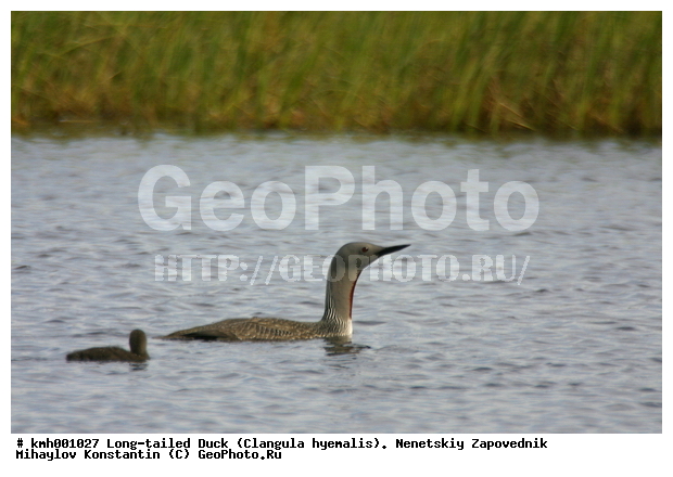 �������� ������, ��������, ��������, ��������, �����������, ������� �����, ������� �����, XYZ, ���������, Gaviidae, ����������� ������, Gavia stellata