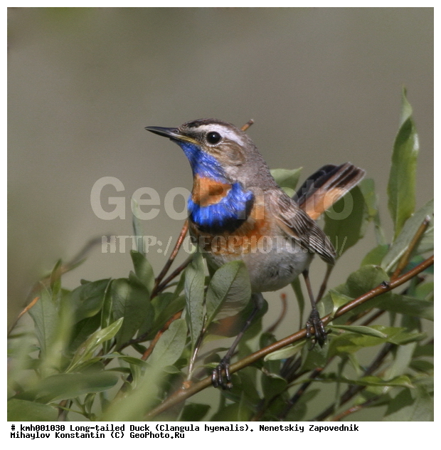 �������� ������, ��������, ��������, ��������, �����������, �����, �����, XYZ, ������������, Muscicapidae, ���������, Luscinia svecica, ��������, ��������, ��������, �����������, �����, �����, XYZ, ������������, Muscicapidae, ���������, Luscinia svecica