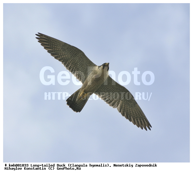 �������� ������, ��������, ��������, ��������, �����������, ������ �����, ������ �����, XYZ, ���������, Falconidae, ������, Falco peregrinus