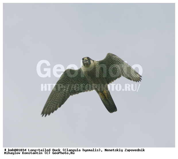 �������� ������, ��������, ��������, ��������, �����������, ������ �����, ������ �����, XYZ, ���������, Falconidae, ������, Falco peregrinus