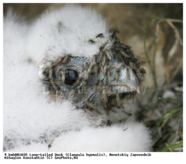 �������� ������, ��������, ��������, ��������, �����������, ������ �����, ������ �����, XYZ, ���������, Falconidae, ������, Falco peregrinus