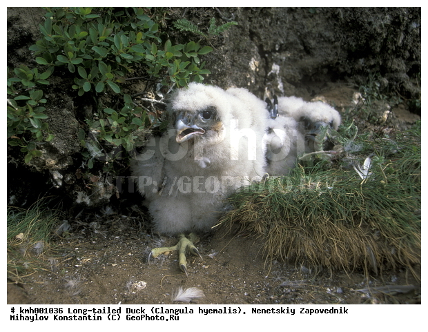 �������� ������, ��������, ��������, ��������, �����������, ������ �����, ������ �����, XYZ, ���������, Falconidae, ������, Falco peregrinus