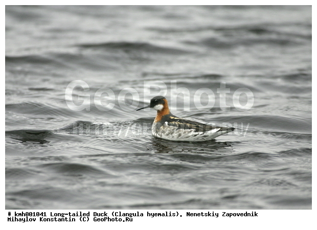 �������� ������, ��������, ��������, ��������, �����������, �����, �����, �����, ������, ������� �����, ������� �����, XYZ, ���������, Scolopacidae, ����������� ���������, Phalaropus lobatus