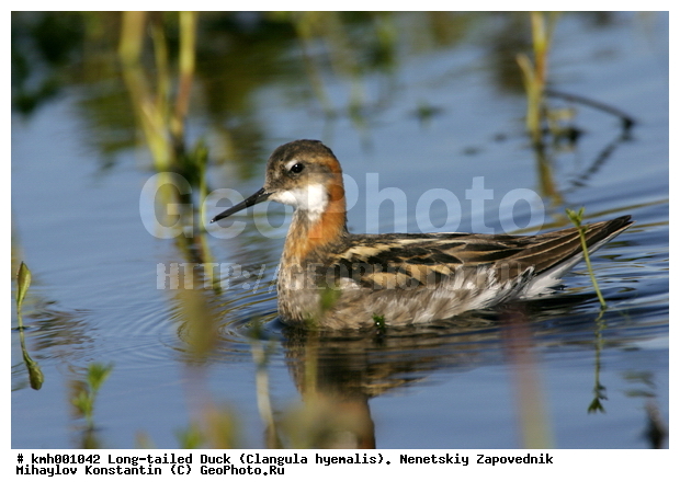 �������� ������, ��������, ��������, ��������, �����������, �����, �����, �����, ������, ������� �����, ������� �����, XYZ, ���������, Scolopacidae, ����������� ���������, Phalaropus lobatus