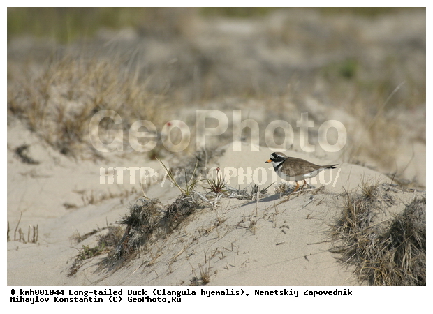 �������� ������, ��������, ��������, ��������, �����������, �����, �����, �����, ������, XYZ, ���������, Charadriidae, ����������, Charadrius hiaticula