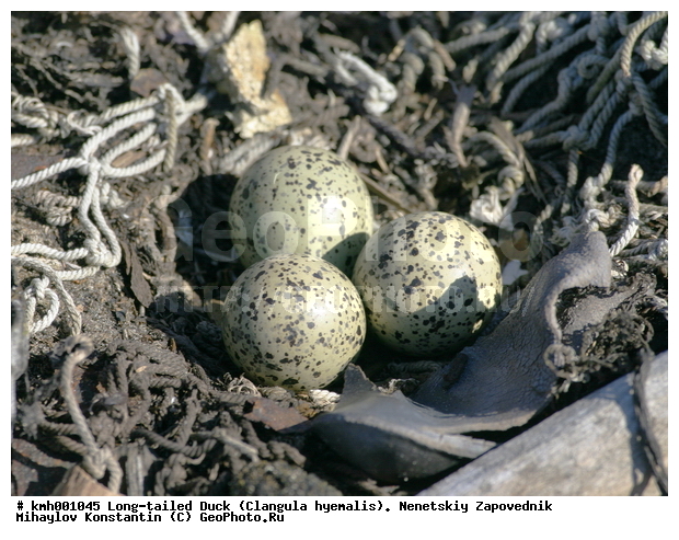 �������� ������, ��������, ��������, ��������, �����������, �����, �����, �����, ������, XYZ, ���������, Charadriidae, ����������, Charadrius hiaticula