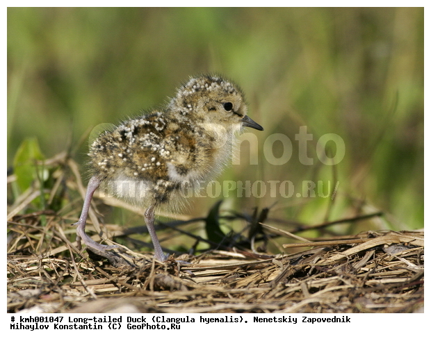 �������� ������, ��������, ��������, ��������, �����������, �����, �����, �����, ������, XYZ, ���������, Scolopacidae, ����������� ��������, Calidris temminckii